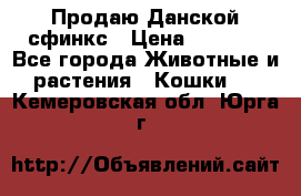  Продаю Данской сфинкс › Цена ­ 2 000 - Все города Животные и растения » Кошки   . Кемеровская обл.,Юрга г.